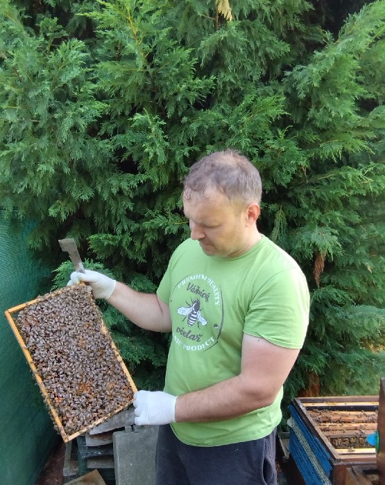 Včelařství Dašice